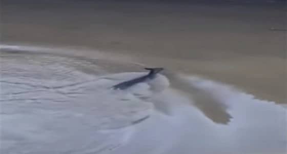 بالفيديو.. غزال يركض بين المارة للقفز من أعلى جسر