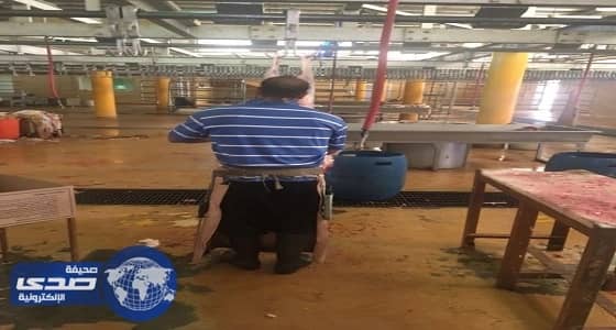 رفع الطاقة الاستيعابية لمسالخ الطائف لاستقبال الأضاحي