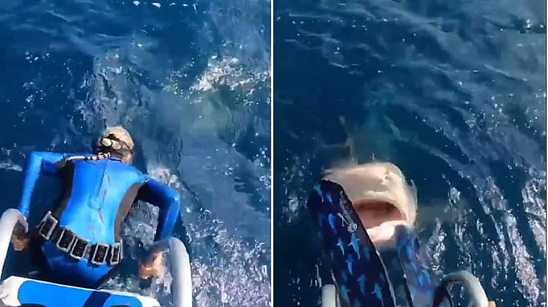 شاهد.. ردة فعل خبيرة غوص فاجأتها سمكة قرش قبل الغطس بثوانٍ