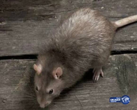 بالصور.. سياحة عسير تقدم مخططا لتطوير سوق الثلاثاء بتكلفة 17 مليون ريال