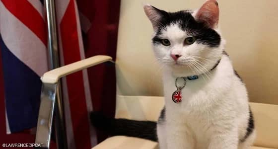 منح أول قط دبلوماسي في سفارة بريطانيا بعمان لقب لورانس عبدون