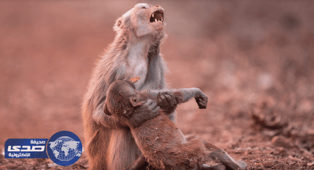 بالصورة.. بٌكاء قردة عقب أغماء رضيعها وظنها أنه مات