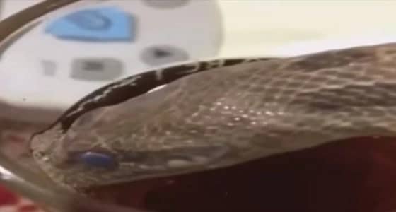 بالفيديو..مواطن يسقي " الشاي " لـ " أم جنيب "