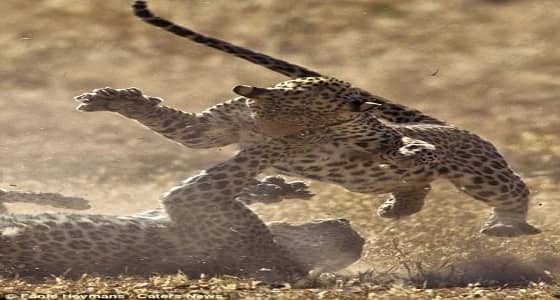 بالصور.. معركة عنيفة بين فهدين بجنوب أفريقيا