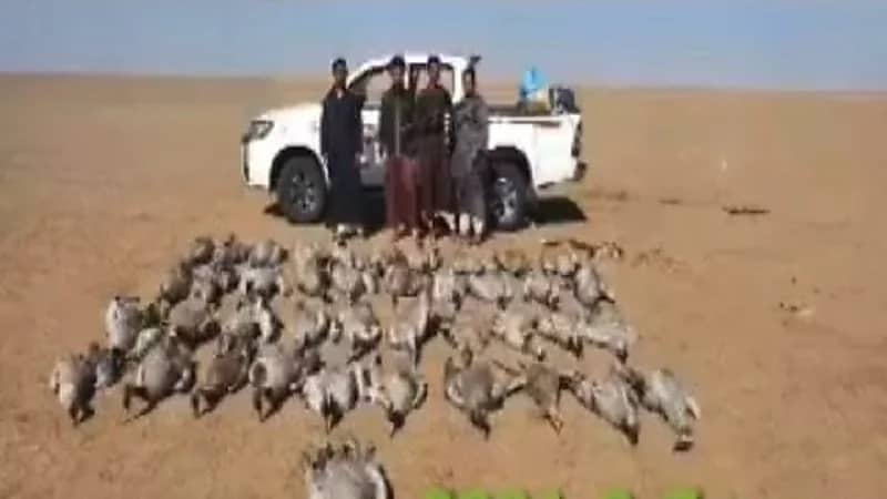 " الحياة الفطرية " يوضح حقيقة مقطع " الصيد الجائر لطائر الرهو "