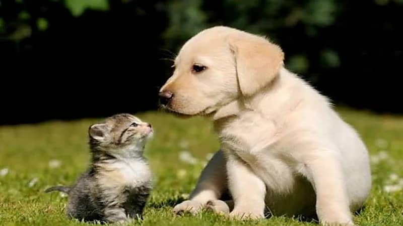 أستاذ مسرطنات: القطط والكلاب تنقل أمراضًا خطيرة