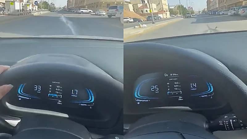 فتاة خافت من دعس حمامة ترتكب مخالفة مرورية .. فيديو