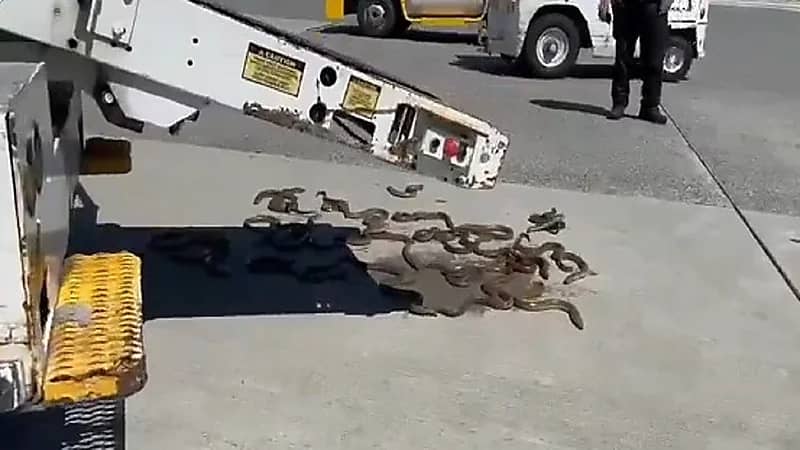 أفاعي تتسبب في هلع بمطار فانكوفر الدولي .. فيديو