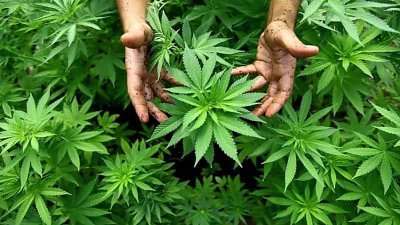انتشار سريع لجمعيات القنب في ألمانيا وسط رقابة مشددة وتشريعات مثيرة للجدل