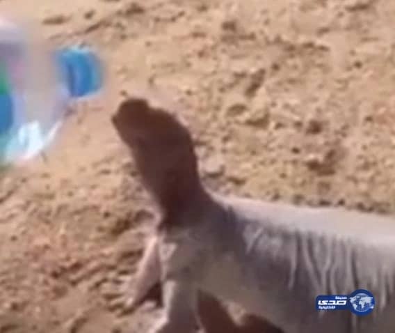 بالفيديو .. شدة الحر تجبر ضب على الإستسلام لصياده من أجل قطرة ماء بصحراء مكة
