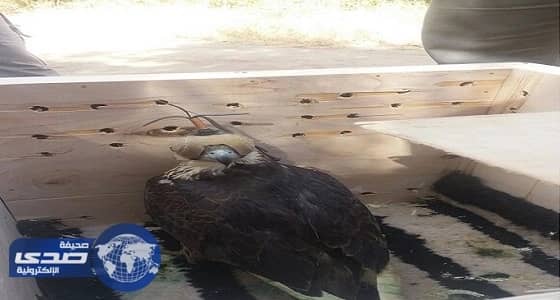 بالفيديو.. حقيقة وضع صقور حية في «الفريزر» بالخطأ