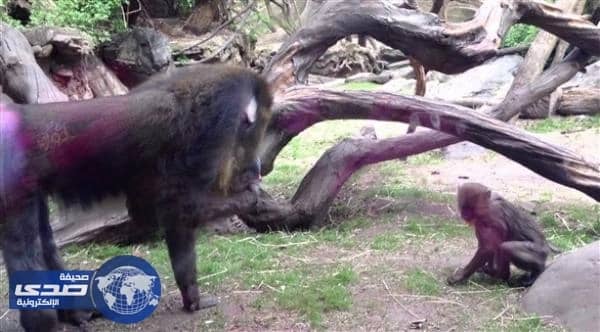 " قردة " تتعرف على اقرانها المصابة من رائحة فضلاتها