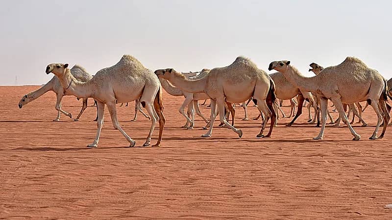 بالفيديو .. البيئة: عقوبة إهمال ملاك الإبل قد تصل إلى القضاء