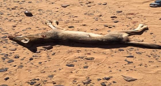 بالصور.. مواطن يقتل ذئبًا بعد معاناة مربي الماشية في الأفلاج