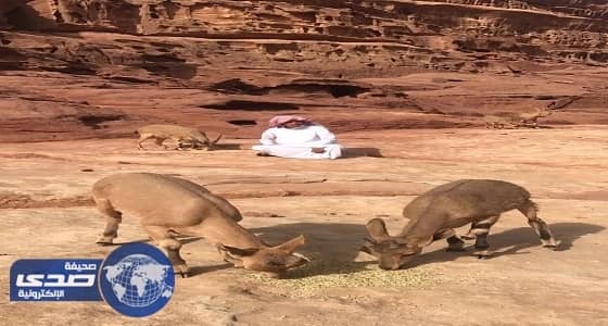 بالصور.. سعودي يعيش بين الوعول منذ 3 أعوام في علقان تبوك