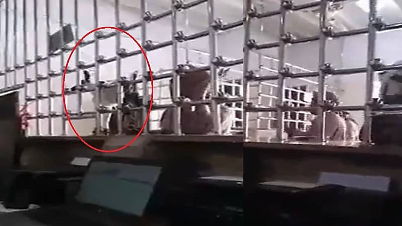 فيديو.. يمني داخل محل صرافة يطلب إرسال "تيس" !