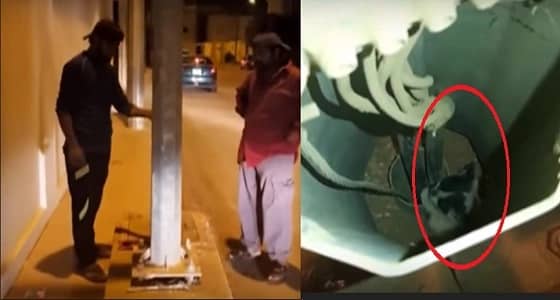 بالفيديو..إنقاذ قطا تعلق في عمود إنارة بالمجمعة
