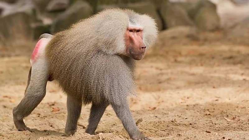 بالفيديو .. "الحياة الفطرية" تحذر من 15 مرضا تنقلها قردة البابون منها "الإيدز"