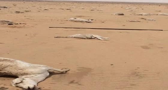 نفوق 150 رأسا من الغنم.. والسبب سيول " نمران "