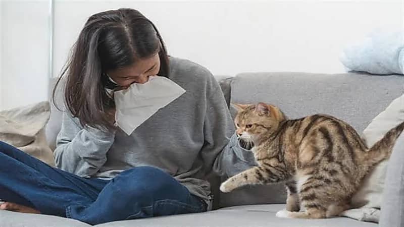 بالفيديو.. استشاري يوضح أعراض حساسية القطط