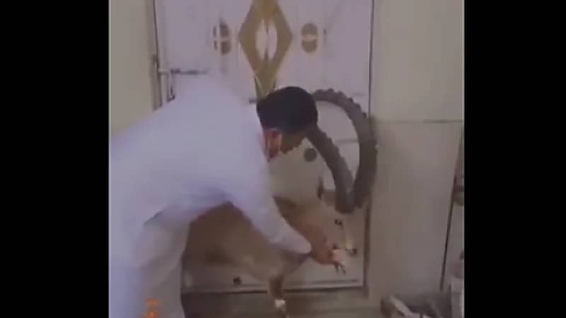 بالفيديو.. مواطن يهتم بأحد الوعول ويعيده إلى الحياة الفطرية