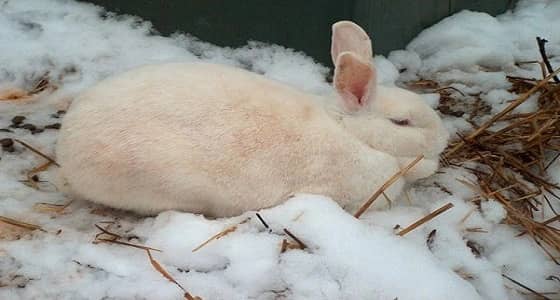 قوات الأمن في مهمة " خاصة " لإنقاذ أرنب