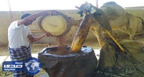 معاصر زيت السمسم في جازان مازال الجمل متصدر منذ عشرات السنين