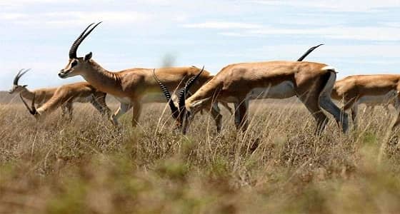 اكتشاف سر نفوق 60 % من ظباء العالم