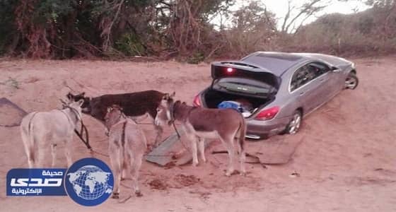 بالصور.. إحباط محاولة تهريب سيارة مرسيدس بواسطة 4 حمير