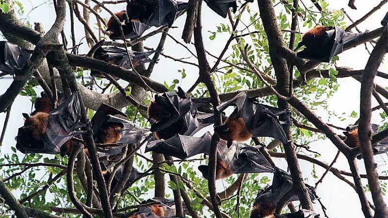 اكتشاف فيروسين جديدين في الصين ينذران بجائحة