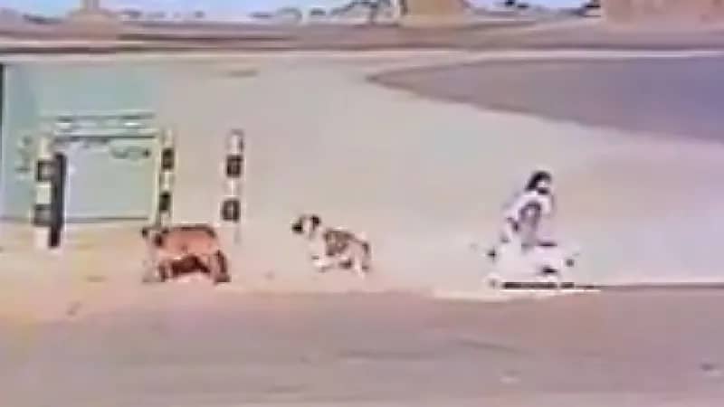 والد طفلة “القريات” التي تعرضت لهجوم من كلاب ضالة يروي تفاصيل جديدة في الواقعة (فيديو)