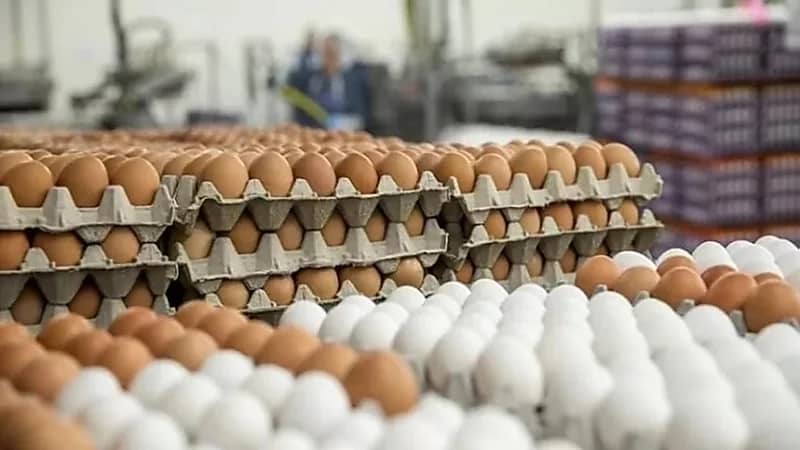 المملكة تحقق الاكتفاء الذاتي من منتجات الألبان والبيض لعام 2021