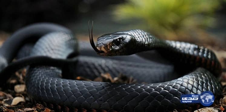 امرأة تتحول لثعبان خلال ممارستها الجنس مع عشيقها