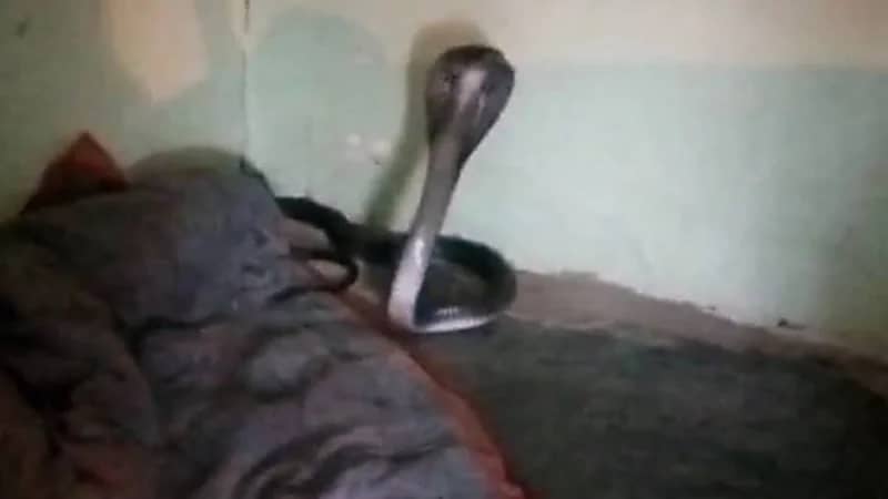 بالفيديو.. كوبرا سامة تختبئ داخل بطانية شاب