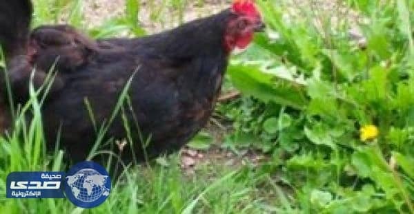 بالفيديو.. دجاجة تبتلع ثعبانا صغيرا