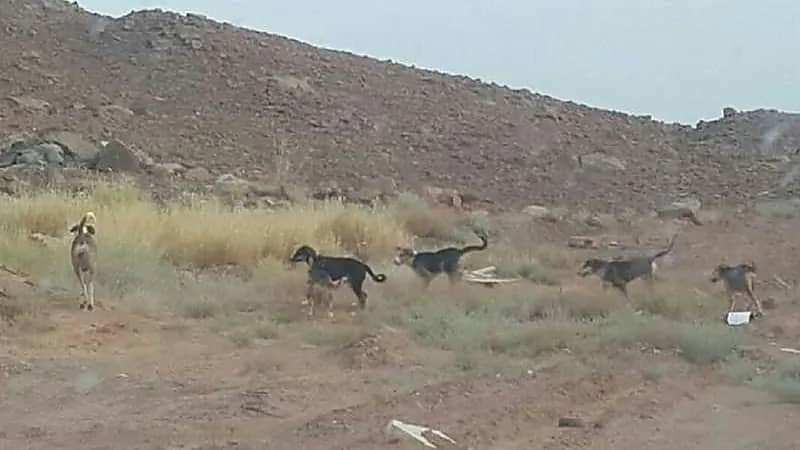 أمانة الرياض تعتزم تنفيذ مشروع للسيطرة على الحيوانات الضالة