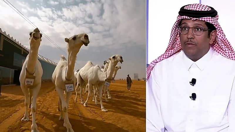 بالفيديو.. سبب الاهتمام الرسمي والشعبي في المملكة بمسابقات ومهرجانات الإبل