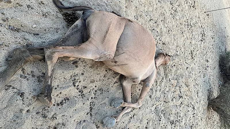 قتل مجموعة من الإبل رميًا بالرصاص في ظروف غامضة بميسان