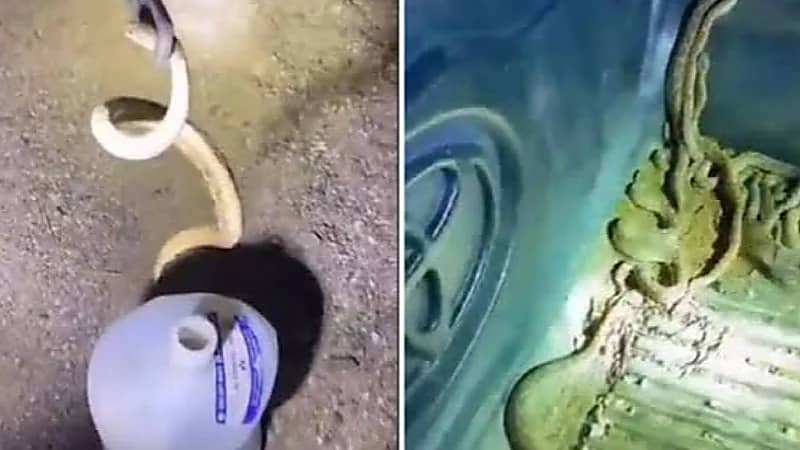 بالفيديو.. العثور على عدد كبير من الأفاعي بإحدى أودية بجازان