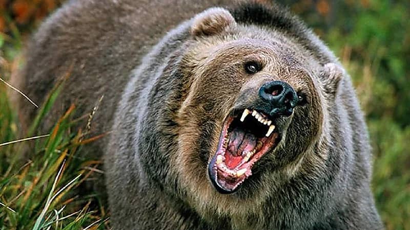 دب يسحب امرأة أثناء نومها ويقتلها بطريقة مروعة