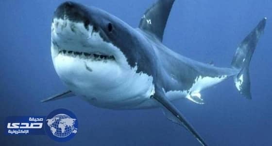 البيئة تحقق في هجوم سمكة قرش على فتاة بالبحر الأحمر