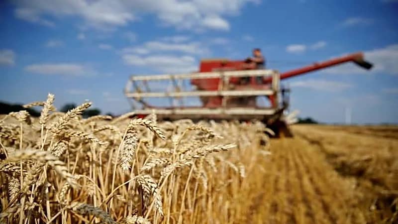 "الغذاء العالمي": حرب أوكرانيا ستؤدي لارتفاع أسعار القمح
