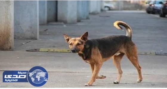 قرارات عقابية لـ 3 من قياديي البلدية بالقوارة في القصيم