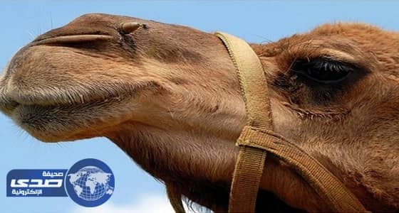 " الصحة الإندونيسية " للحجاج: تجنبوا السلفي مع " الجمال "