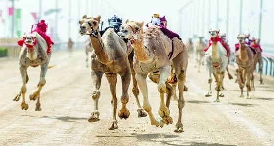 نتائج منافسات أشواط جائزة الملك عبد العزيز لسباقات الهجن " الحقايق "