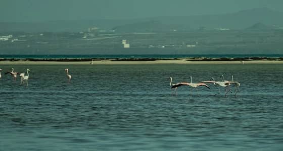 بالصور.. 25 فوتوغرافيا يوثقون شواطيء وجزر محافظة البرك