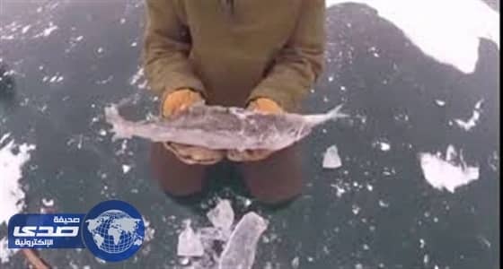 بالفيديو .. تجمد سمكة أثناء إلتهامها لأخرى