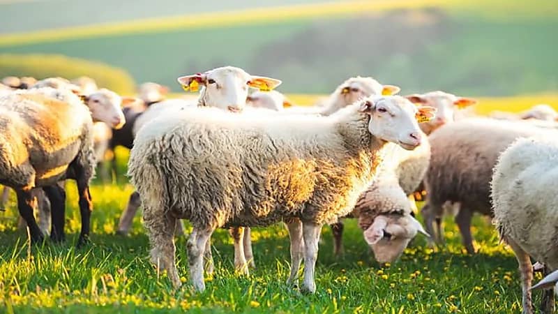 المملكة تستأنف استيراد الأغنام من الأردن