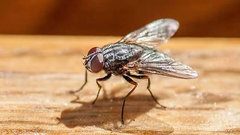 3 أعشاب رخيصة الثمن للقضاء على الذباب خلال دقائق