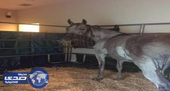 حصان في غرفة المعيشة .. أحد صور إعصار إرما الطريفة